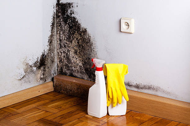 Trusted Stafford, TX Mold Remediation Experts