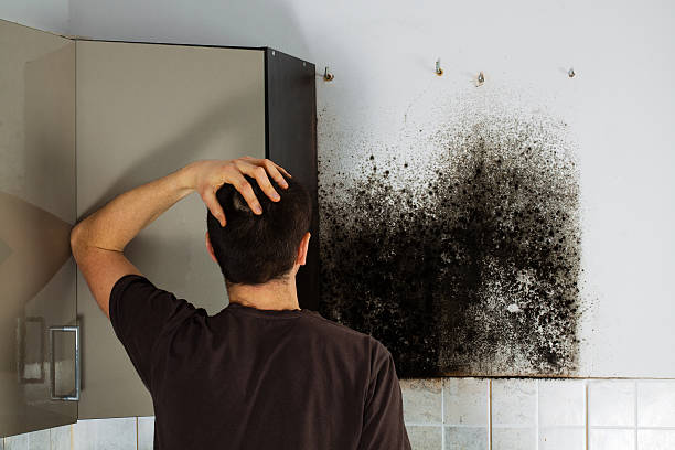 Best Residential Mold Remediation in Stafford, TX