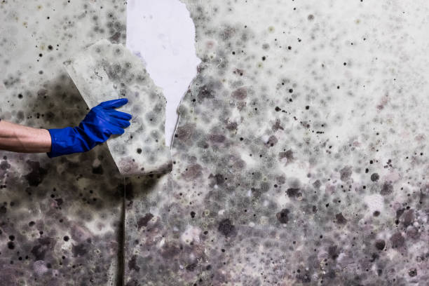 Best Attic Mold Remediation in Stafford, TX
